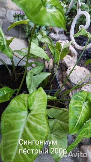 Домашние растения