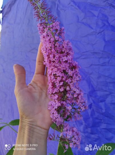 Флауэр Пауэр. Будлея