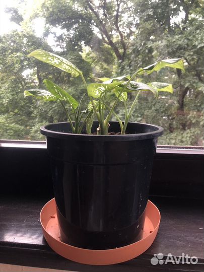 Диффенбахия