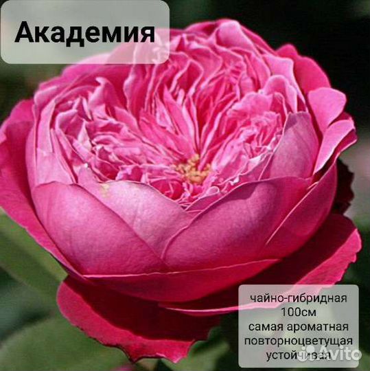 Саженцы роз