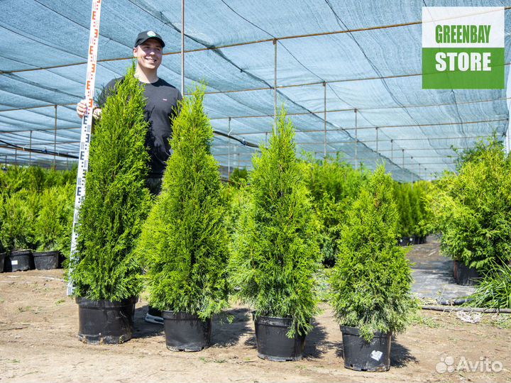 Туя смарагд 1,4 м свежая копка 2023