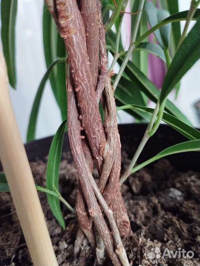 Фикус Биннендийка Али с плетëным в косу стволом