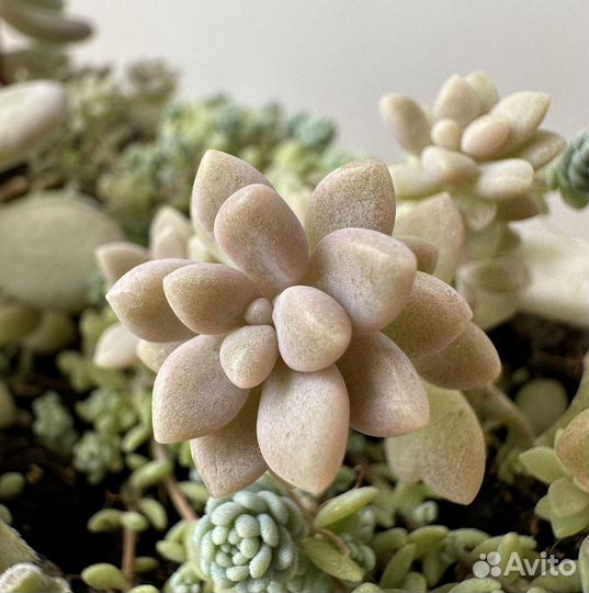 Суккулент (пахивитум )