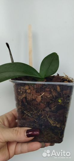 Орхидея фаленопсис биг лип