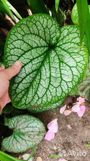 Бруннера (кавказская незабудка)