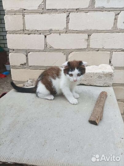 Вислоухий кот в добрые руки