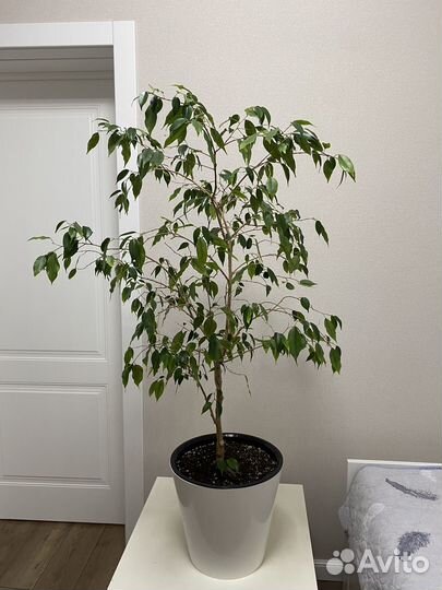 Фикус бенджамина большой