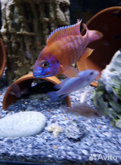 Цихлиды, Аквариумные растения, декорации, грунт