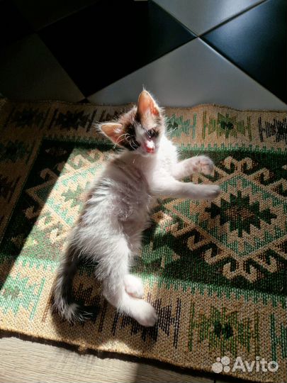 Котята ищут новый дом