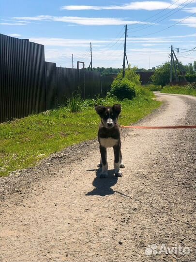 Щенок мальчик Барон 4 мес