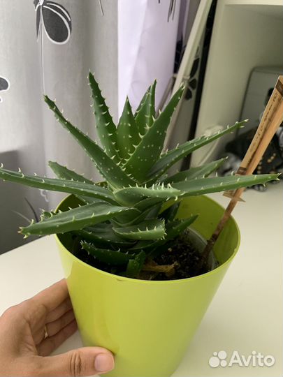 Алоэ сортовой комнатное растение кактус