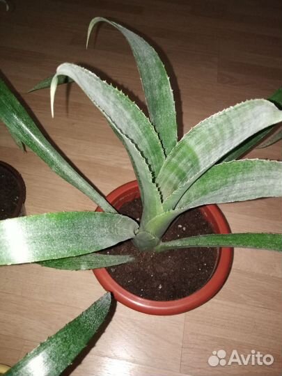 Бильбергия