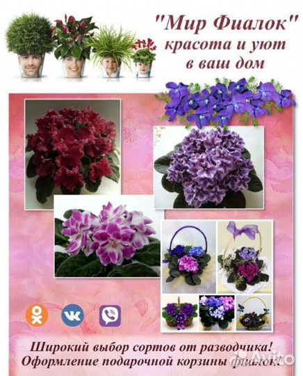 Сортовые фиалки