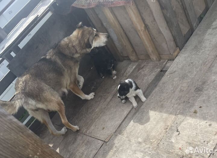 Отдам щенков