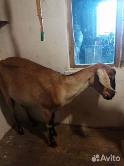 Коза дойная