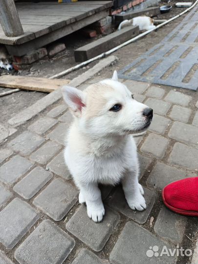 Щенки хаски