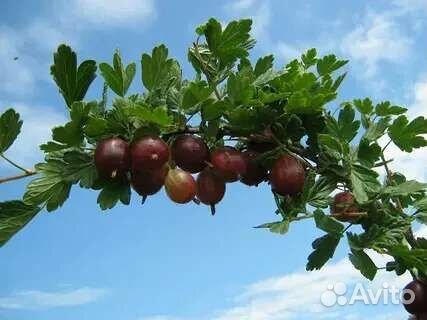 Крыжовник Финик