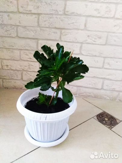 Каланхоэ цветущий