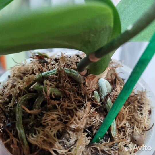 Орхидея фаленопсис