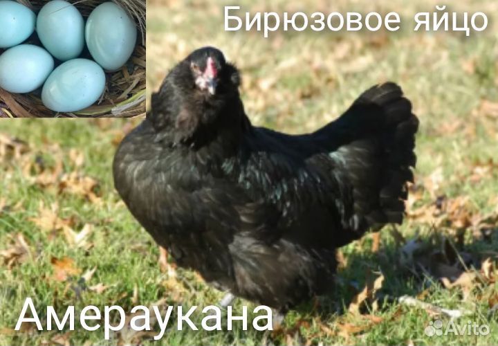 Инкубационное яйцо