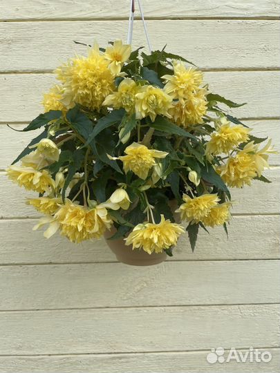 Бегония беллекония