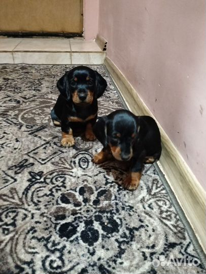 Щенки миниатюрной таксы