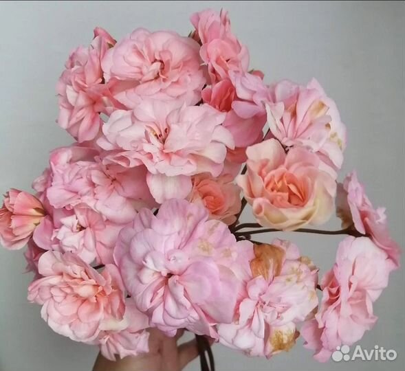 Пеларгония Леона Галактика