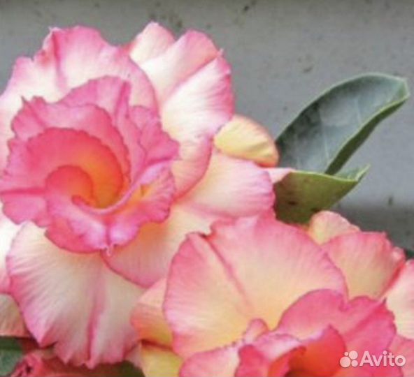 Адениум сеянцы из семян