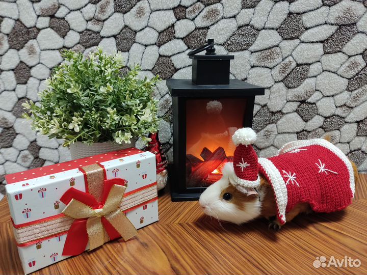 Костюм для морской свинки