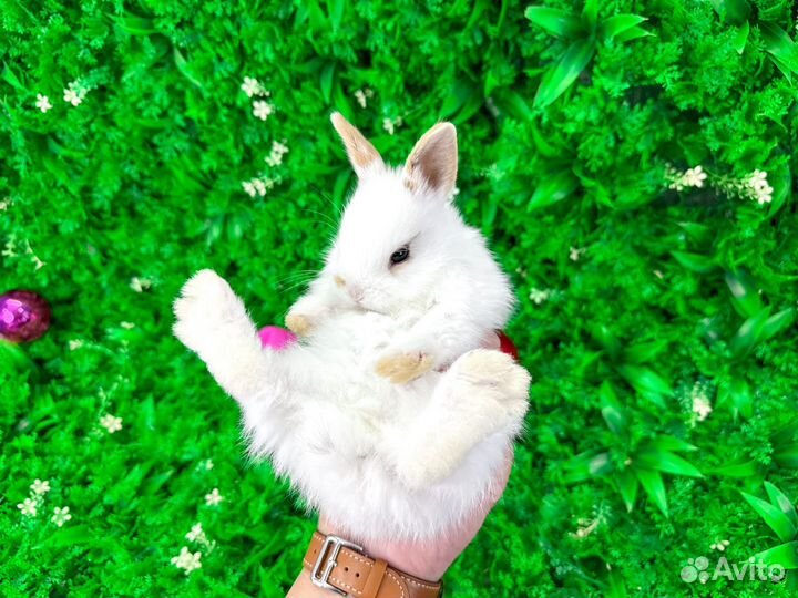 Мини карликовый кролик - ручной с ладонь