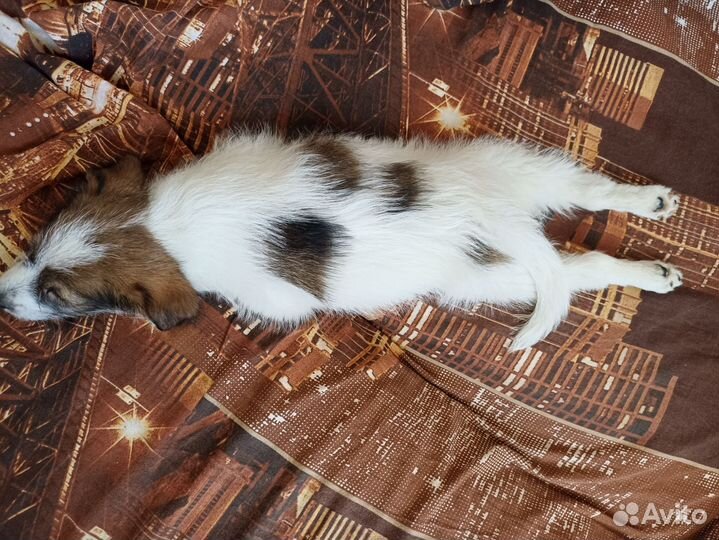 Отдаю щенка