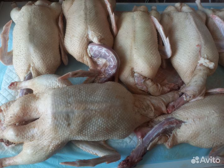 Индюки на мясо