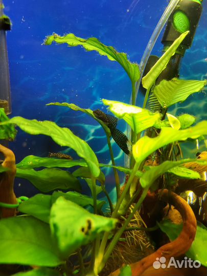 Анциструс сом