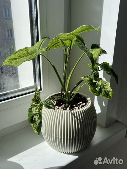 Сингониум Моттлед Махито