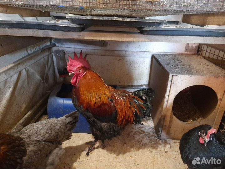 Молодки, семья, цыплята, яйцо