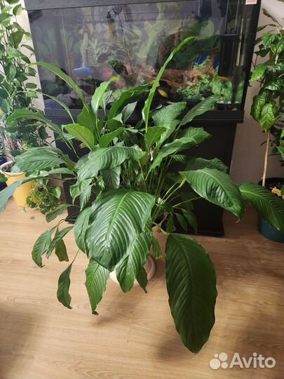 Комнатные растения