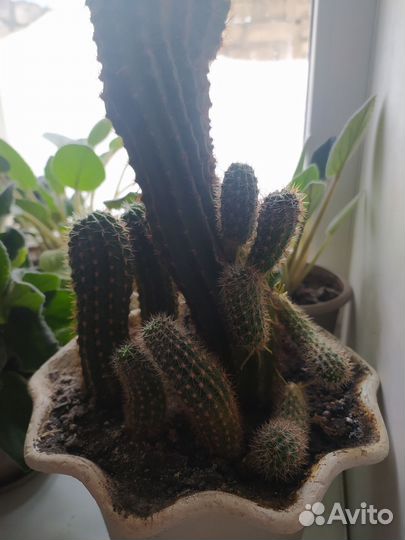 Кактус малыши