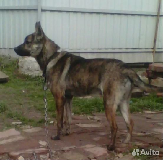 Щенки немецкой овчарки даром в хорошие руки