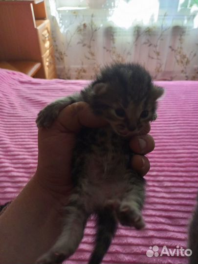 Отдам котенка