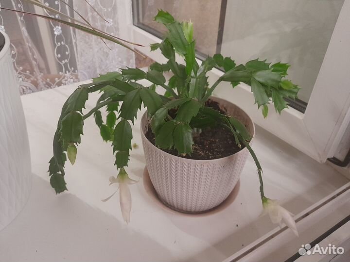 Комнатные цветы