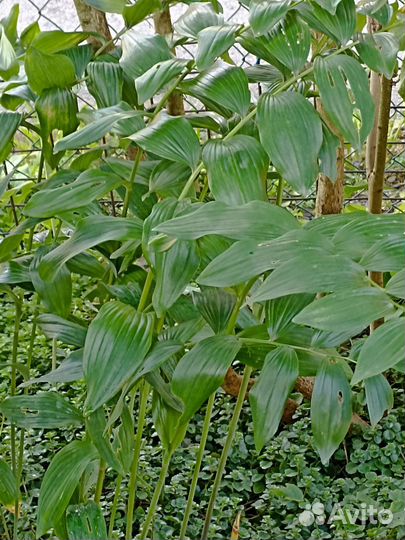 Купена, медуница