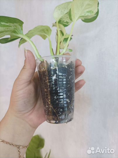 Сциндапсус(эпипремнум) хэппи лиф