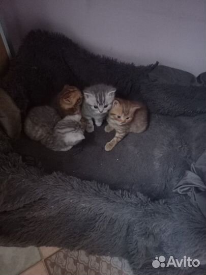 Британские котята
