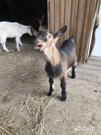 Чешские козлята