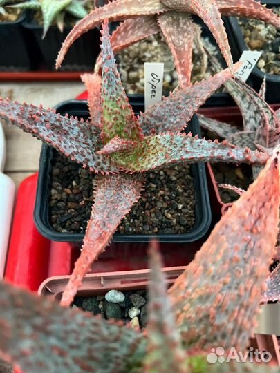 Алоэ культивары (Aloe cultivar) - 1