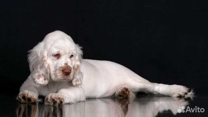 Кламбер спаниель