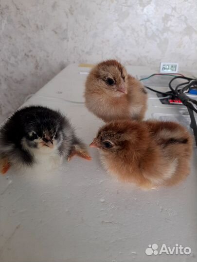 Цыплята породы брама