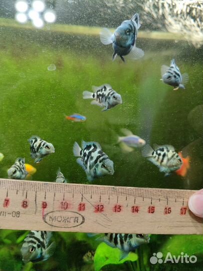 Рыбки сапфировый попугай