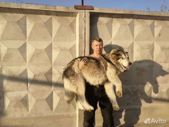 Щенки аляскисы