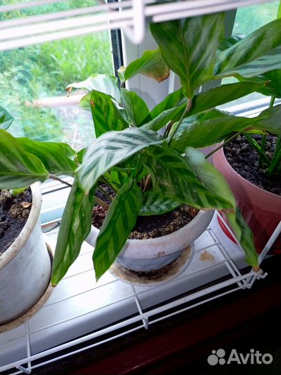 Спатифиллум и другие цветы